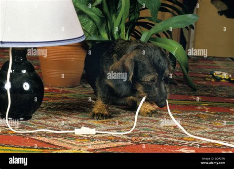 dog digs around electrical box|can dogs chew electrical cables.